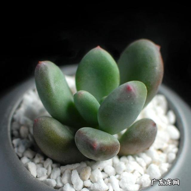 什么植物可以防辐射呢？