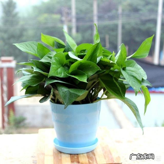 什么植物可以防辐射呢？