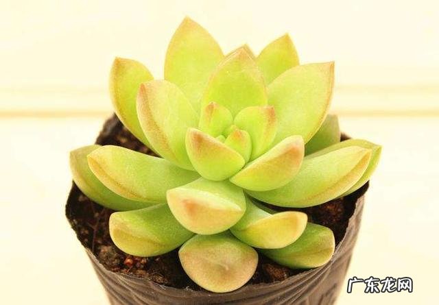 什么植物可以防辐射呢？