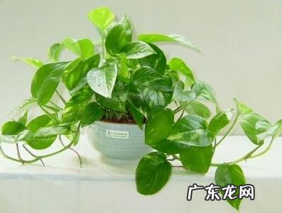 什么植物可以防辐射呢？