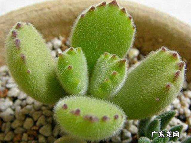 什么植物可以防辐射呢？