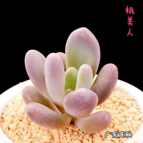 什么植物可以防辐射呢？