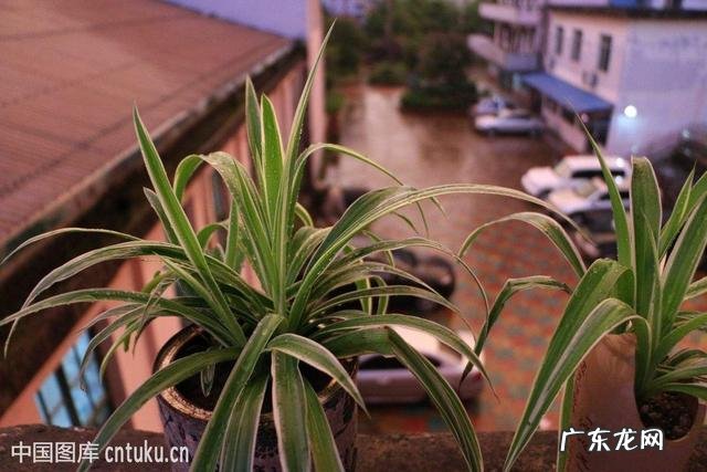 什么植物可以防辐射呢？