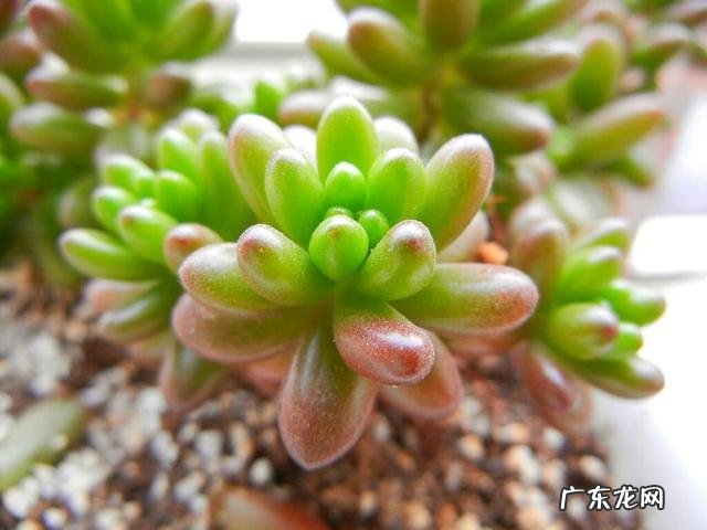 什么植物可以防辐射呢？