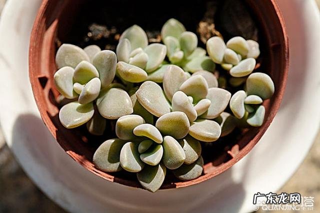 什么植物可以防辐射呢？