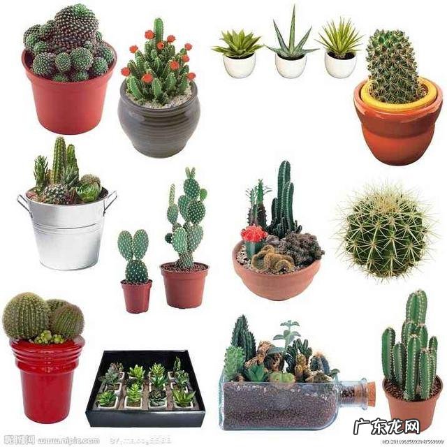 什么植物可以防辐射呢？