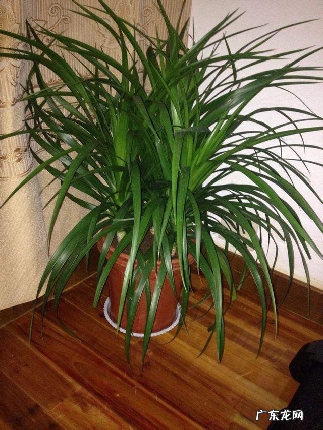 什么植物可以防辐射呢？