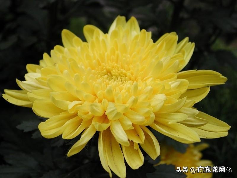 桃花侠大战菊花怪原文 菊花侠大战桃花怪类似的名字