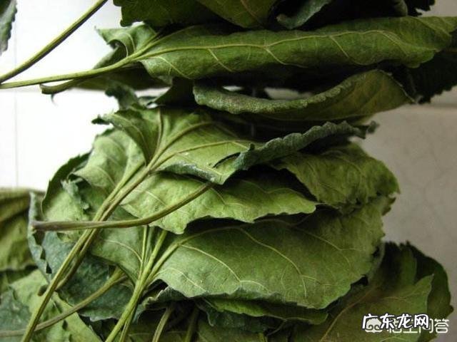 霜桑叶是节气“霜降后的桑叶,还是下霜后的桑叶?