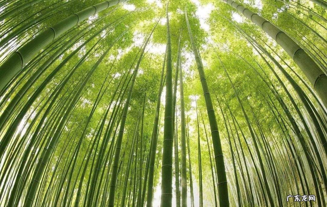 为什么竹子能长得那么快
