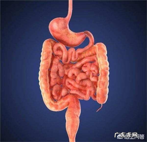 如何调理肠道功能?