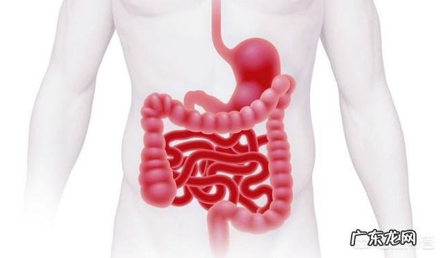 如何调理肠道功能?