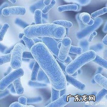 如何调理肠道功能?