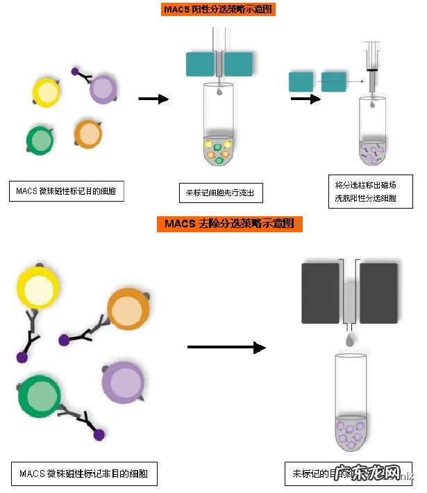 动物细胞的种类 哺乳动物细胞