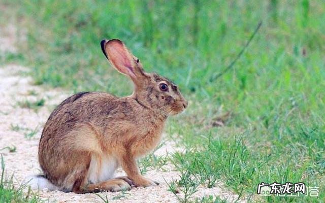 孕妇吃兔肉与“兔唇”有关系吗？