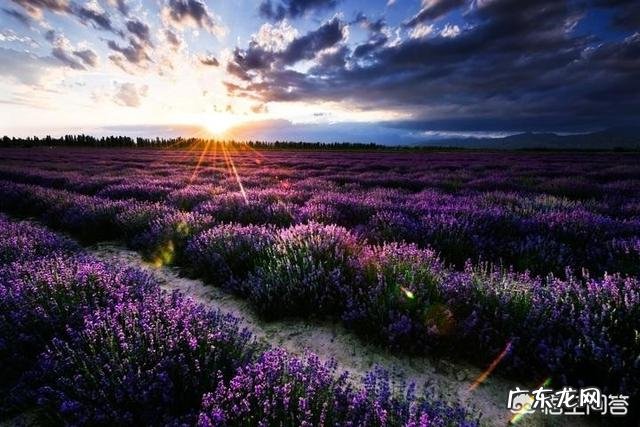 请问谁知道薰衣草精油功效与作用?