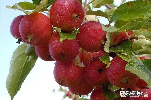 种植沙果树有什么作用？沙果能吃吗？