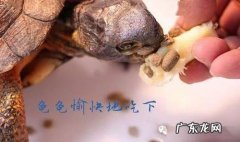 乌龟冬眠开食妙招 乌龟开食妙招