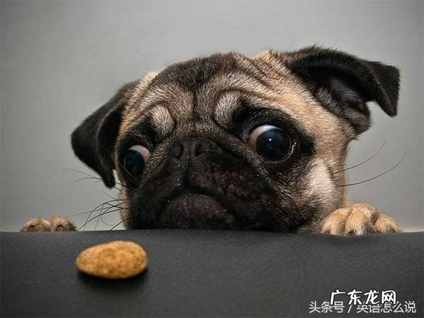 “饿死了”用英语怎么说? 饿死了的英文