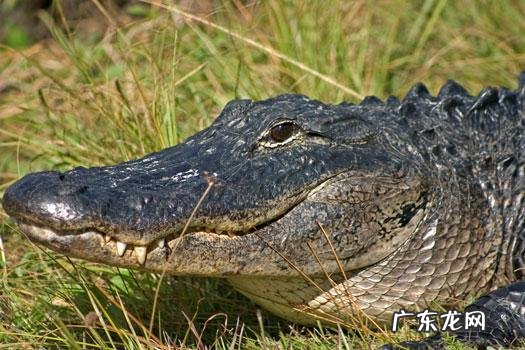 一头狼打得过藏獒吗？