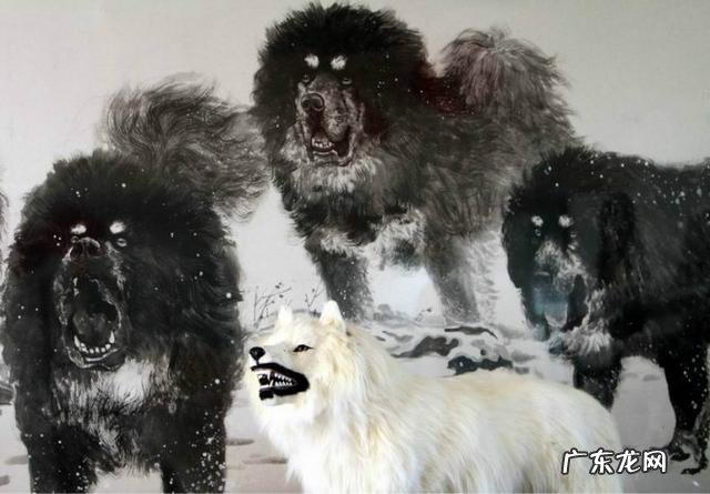 一头狼打得过藏獒吗?