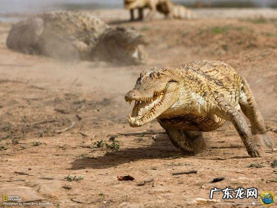 一头狼打得过藏獒吗?