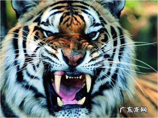 一头狼打得过藏獒吗?