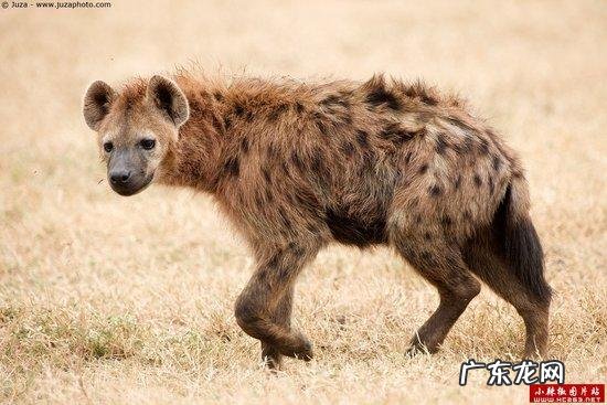 一头狼打得过藏獒吗?