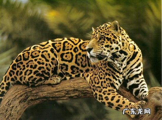 一头狼打得过藏獒吗?