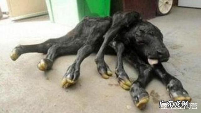 有什么因为遭核辐射而变异的物种么?