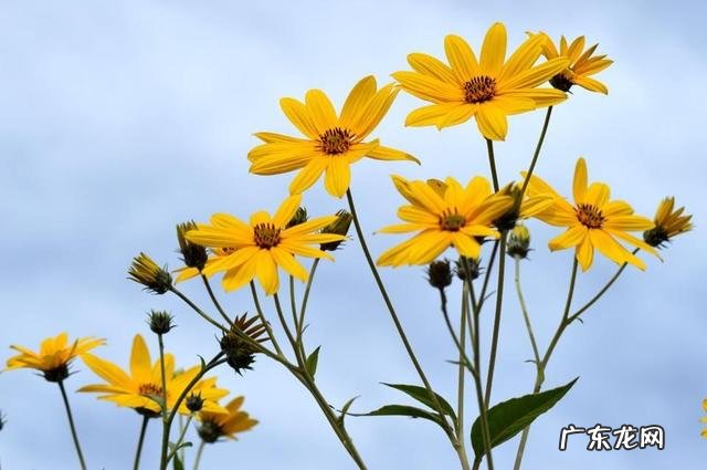 菊花有什么功效与禁忌?