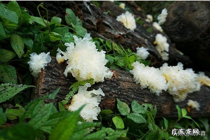 银耳产自什么地方 银耳的产地?