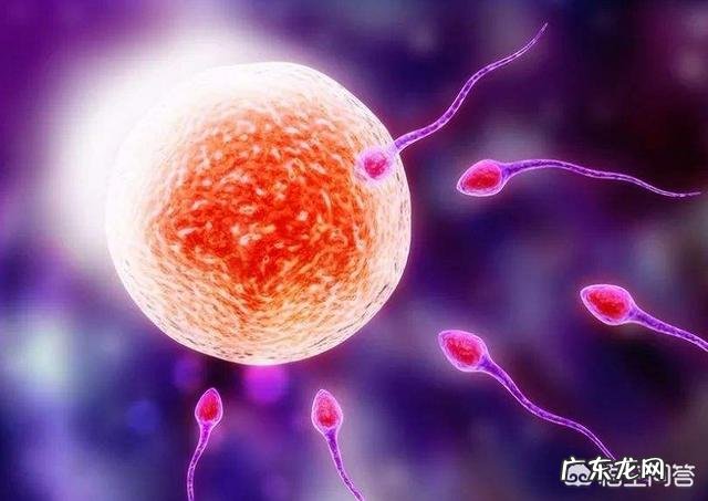 卵子老化影响会怀孕几率吗?如何预防提高质量?