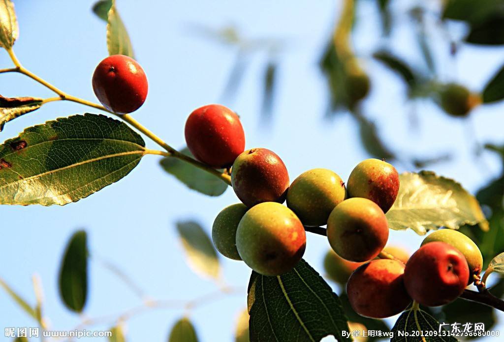 野酸枣的功效与作用