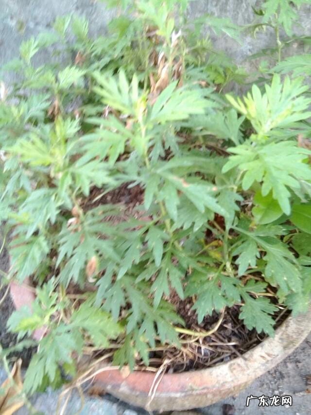 艾叶泡脚有什么作用?