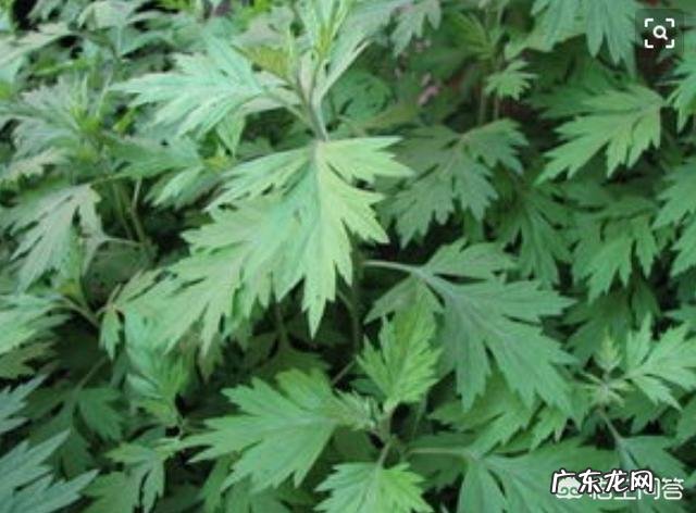 艾叶泡脚有什么作用?