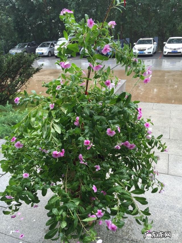 长春花可以养成老桩吗?