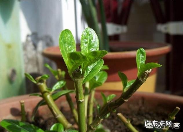 长春花可以养成老桩吗？