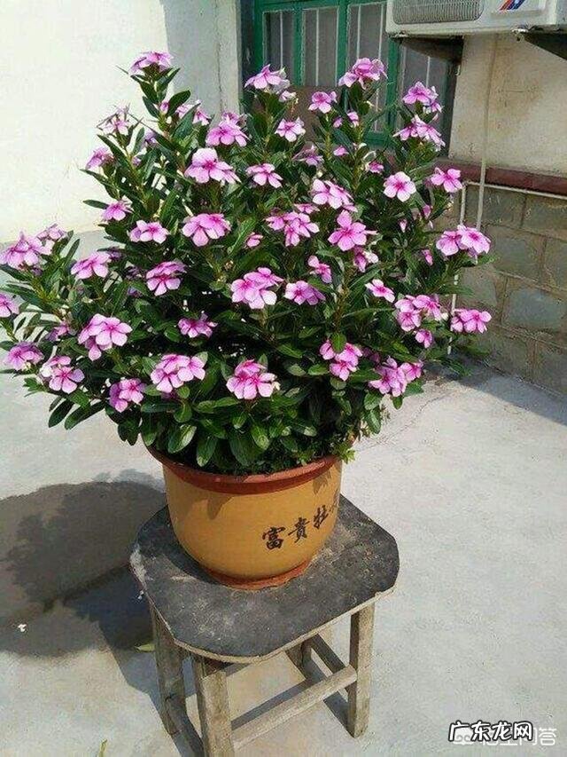 长春花可以养成老桩吗？