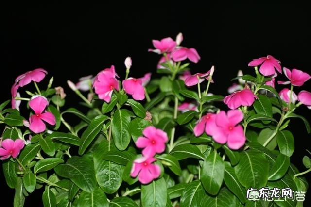 长春花可以养成老桩吗？