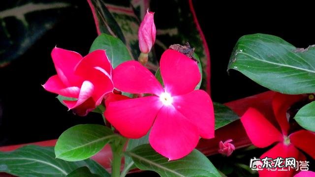 长春花可以养成老桩吗?