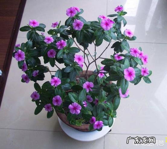 长春花可以养成老桩吗？