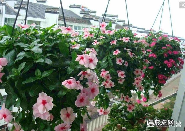 长春花可以养成老桩吗？