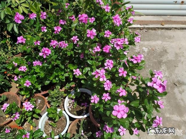 长春花可以养成老桩吗？