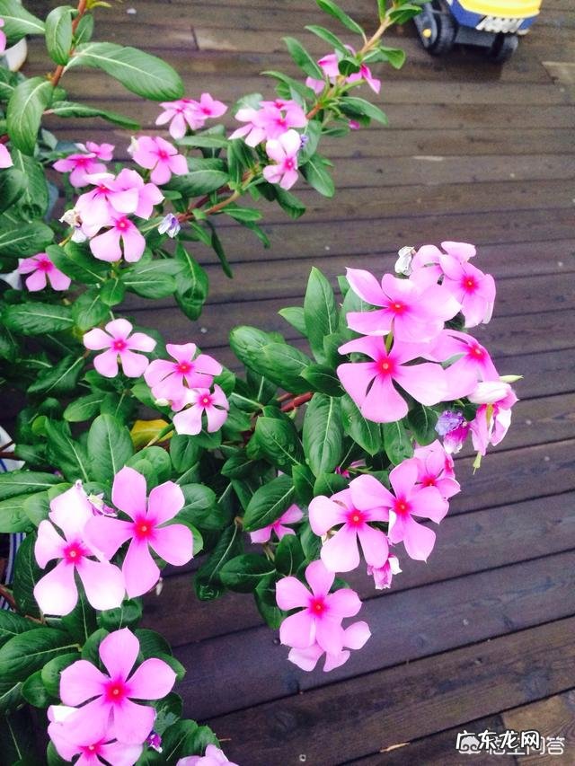 长春花可以养成老桩吗？