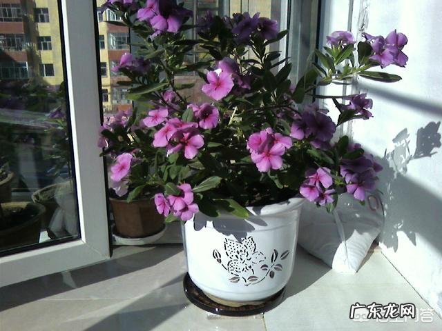 长春花可以养成老桩吗？