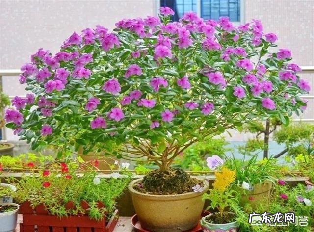 长春花可以养成老桩吗?