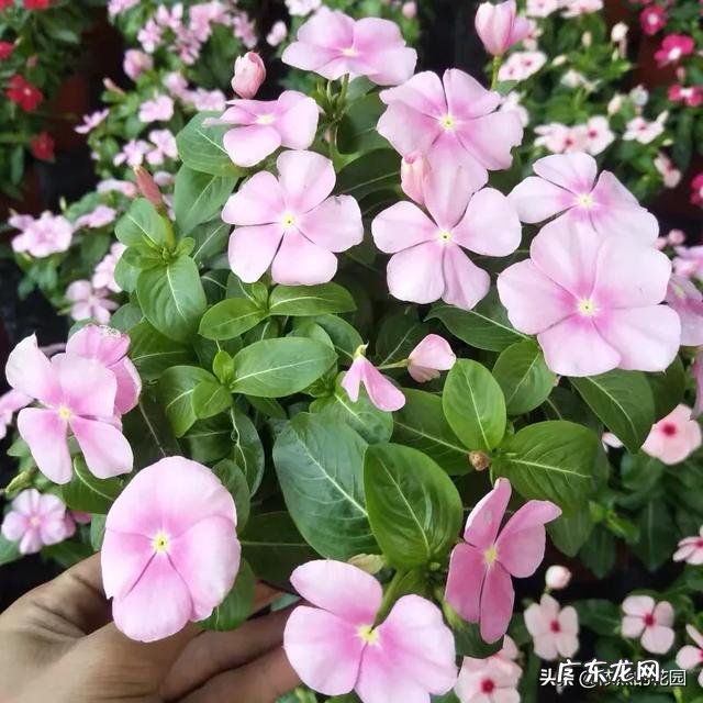 长春花可以养成老桩吗？