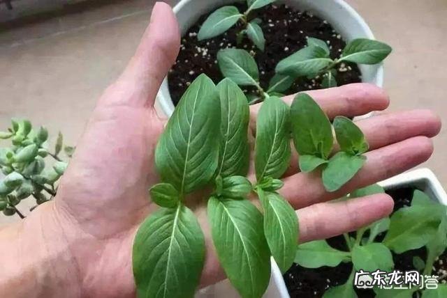 长春花可以养成老桩吗?