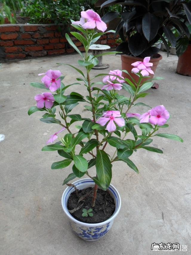 长春花可以养成老桩吗？